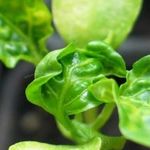 Что делать, если вянут листья перца и как помочь растению