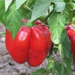 Характеристика и описание сорта перца Гогошары, выращивание и уход