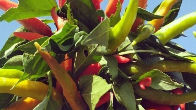 Как посадить острый перец дома из семян
