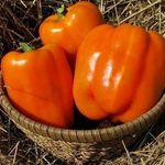 Крупноплодный сладкий перец Оранжевый гигант F1: характеристики гибрида, агротехника, реальные отзывы