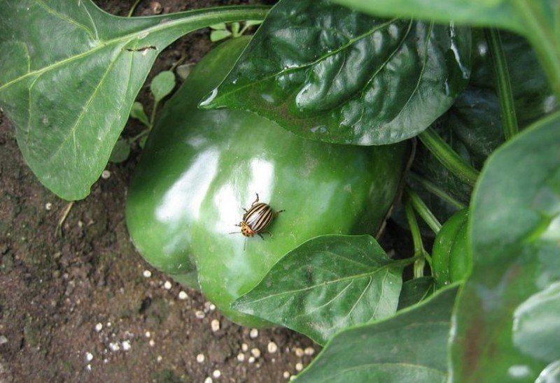 Колорадский жук на картофеле