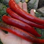 Перец Бараний рог: характеристика и описание сорта с фото, отзывы о семенах и урожае