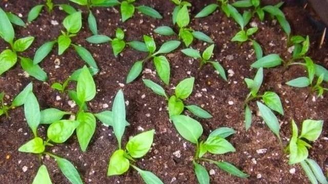 Перец Рамиро: выращивание и уход