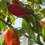 Подробное руководство по выращиванию перца на балконе