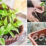 Секреты выращивания болгарского перца в теплице из поликарбоната и в открытом грунте из семян и из рассады