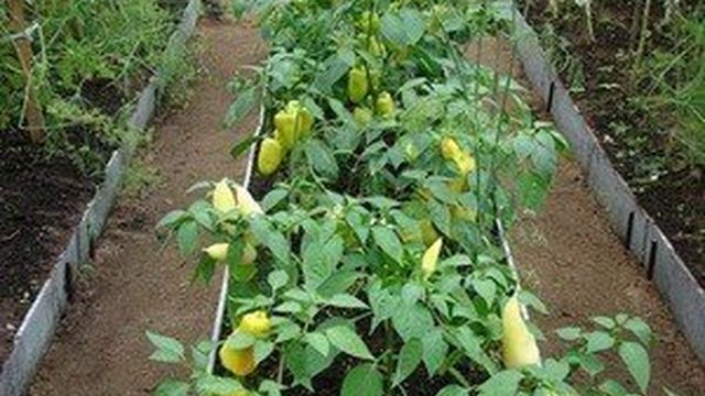 Выращивание рассады болгарского перца