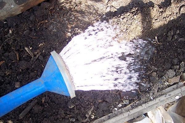 Гиацинт полив почва освещение подкормка
