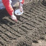 Выращивание редиса – сроки посева и основы ухода. Что необходимо для получения высокого урожая редиса, выбор подходящего сорта