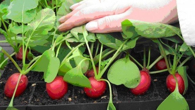 Выращиваю редис на подоконнике и ем свежий овощ круглый год