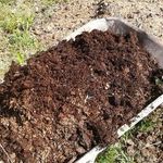 Как посадить свеклу в открытый грунт семенами