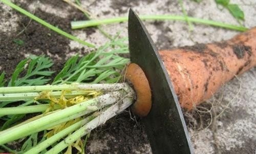 Морковь посев и уборка