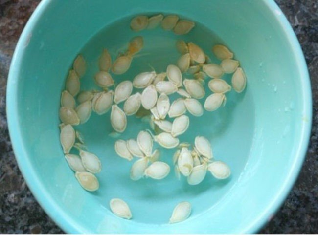 Замачиваем семена кабачка