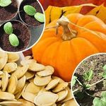 Выращивание рассады тыквы – пошаговая инструкция для начинающих