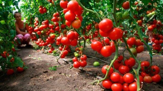 Бизнес план по выращиванию помидоров в теплице