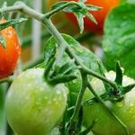 Чем так хорош китайский способ выращивания рассады томатов?