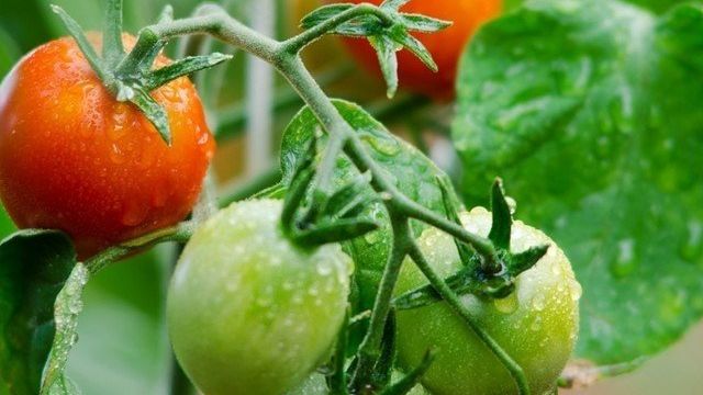 Чем так хорош китайский способ выращивания рассады томатов?