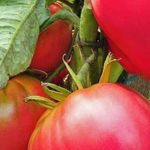 Характеристика и описание сорта томата «Абаканский розовый» с фото и видео