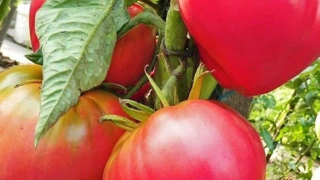Характеристика и описание сорта томата «Абаканский розовый» с фото и видео