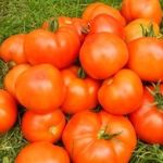 Характеристика и описание сорта томата Ураган, его урожайность