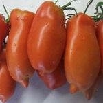 Характеристика и описание томата “Перцевидный длинный минусинский”