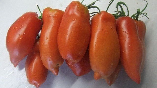 Характеристика и описание томата “Перцевидный длинный минусинский”