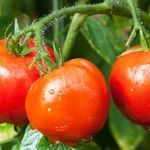 Характеристика и описание томата сорта Яблонька России