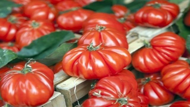 Характеристика и особенности выращивания томата инжир красный
