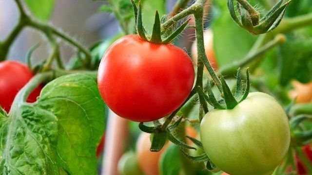 Характеристика сорта томата Адмиралтейский и выращивание на участке рассадным способом