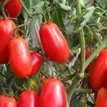 Характеристика томата Сибирский сюрприз и выращивание рассадным способом