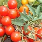 Как можно качественно вырастить помидоры сорта пиноккио