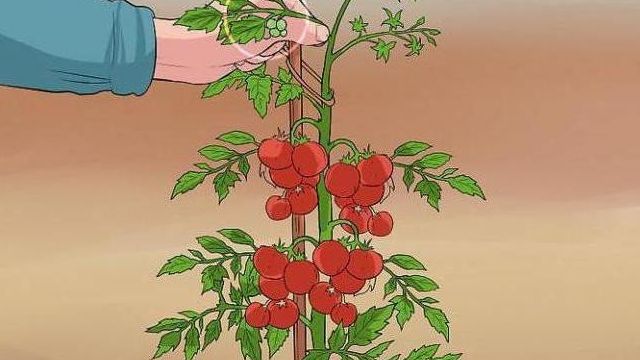 Как обрезать помидоры в теплице? Пошаговое описание, рекомендации