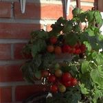 Как получить помидоры в комнате или на балконе к Новому году