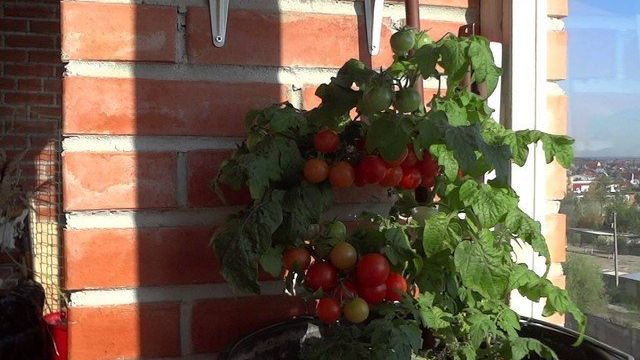 Как получить помидоры в комнате или на балконе к Новому году