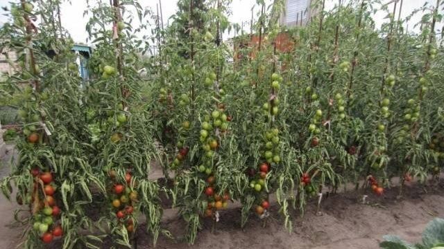 Как правильно выращивать томат Юбилейный Тарасенко?