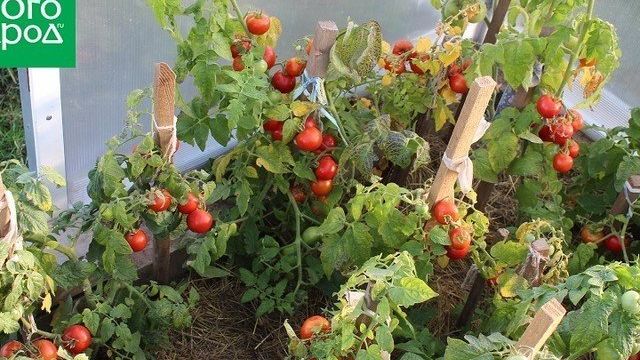 Как вырастить ранние томаты