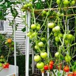 Как вырастить томат спрут в теплице