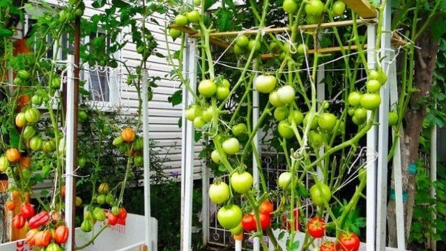 Как вырастить томат спрут в теплице