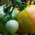 Как вырастить томаты из собственных семян?