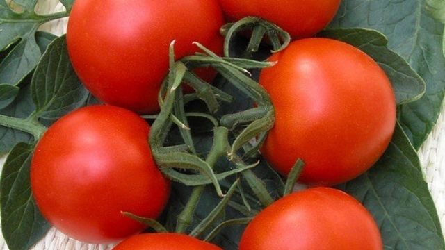 Как вырастить томаты верлиока