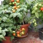 Какие сорта томатов можно вырастить на подоконнике