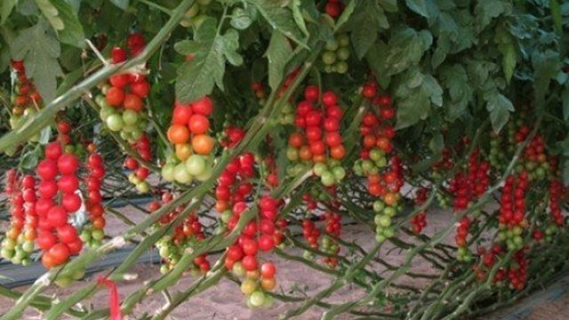 Крупноплодные томаты для теплиц: лучшие сорта помидоров для теплиц, особенности урожая и агротехники