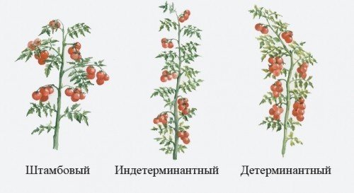 Схема формирования индетерминантных томатов