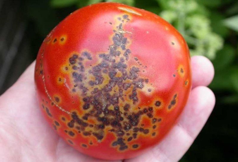 Бактериальная пятнистость томатов