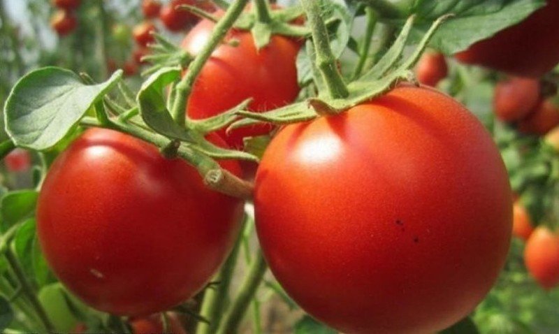 Низкорослые томаты для открытого грунта