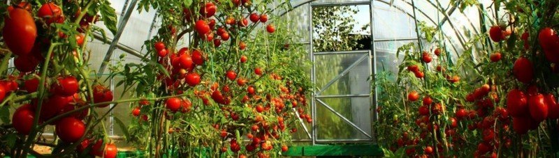 Низкорослые томаты для теплицы