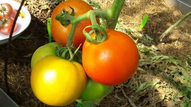 Как выбрать лучшие сорта низкорослых томатов для теплиц