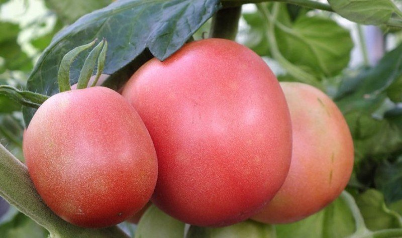 Седек томат малиновый ранний