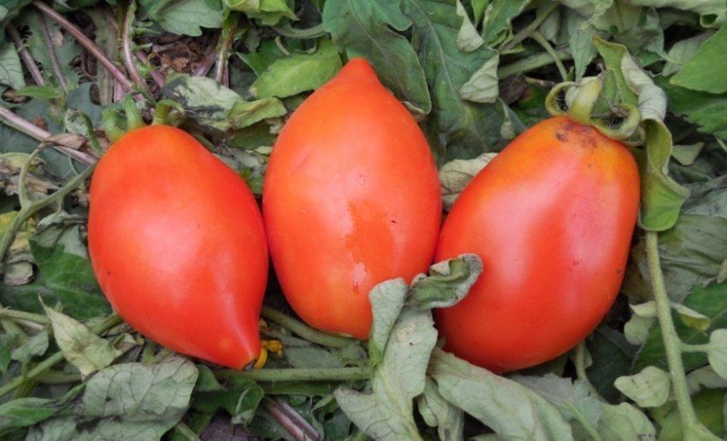 Семена томат ракета