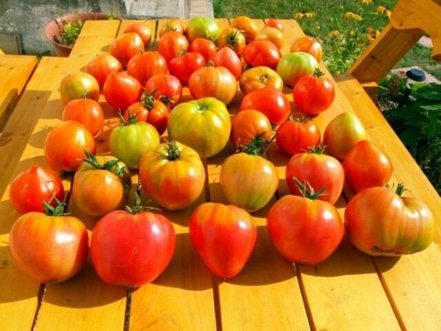 Минусинские сорта томатов борис сонин