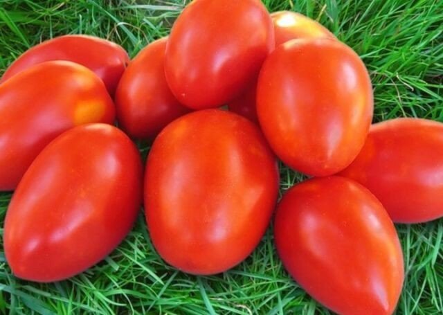 Сорта томатов для открытого грунта